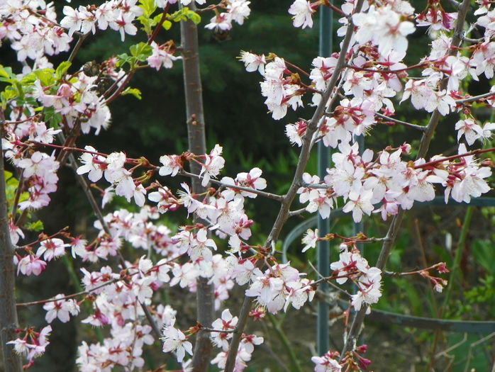 prunus kurilensis Ruby - Copacei si arbusti 2016