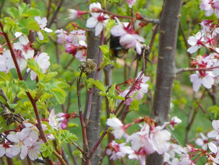 prunus kurilensis Ruby