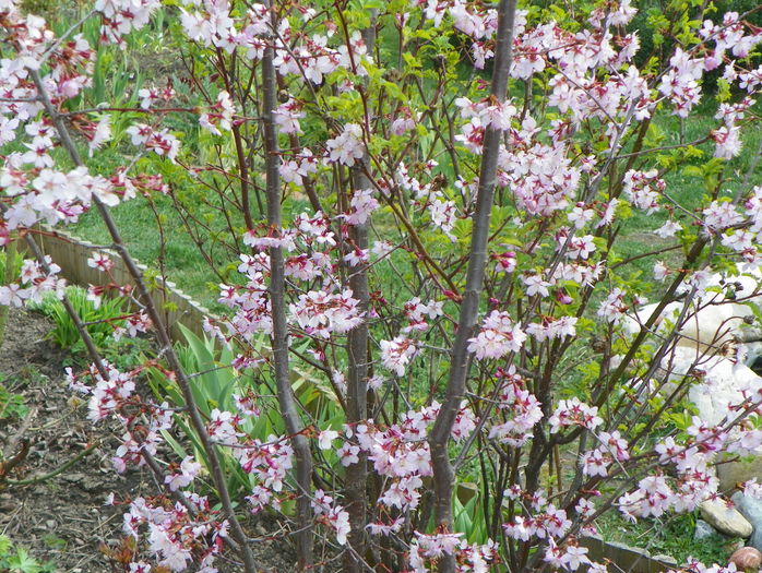 prunus kurilensis Ruby - Copacei si arbusti 2016