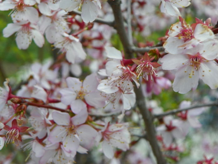 prunus kurilensis Ruby - Copacei si arbusti 2016