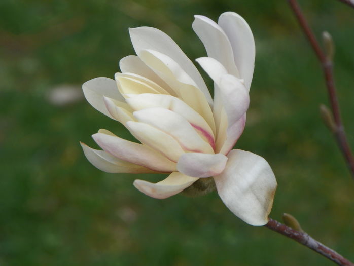 magnolia stellata - Copacei si arbusti 2016