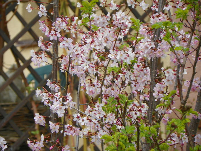 prunus kurilensis Ruby