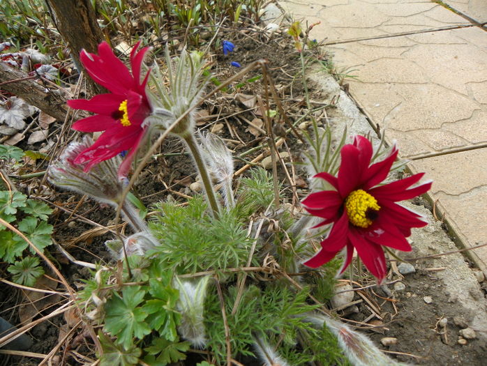 pulsatilla vulgaris