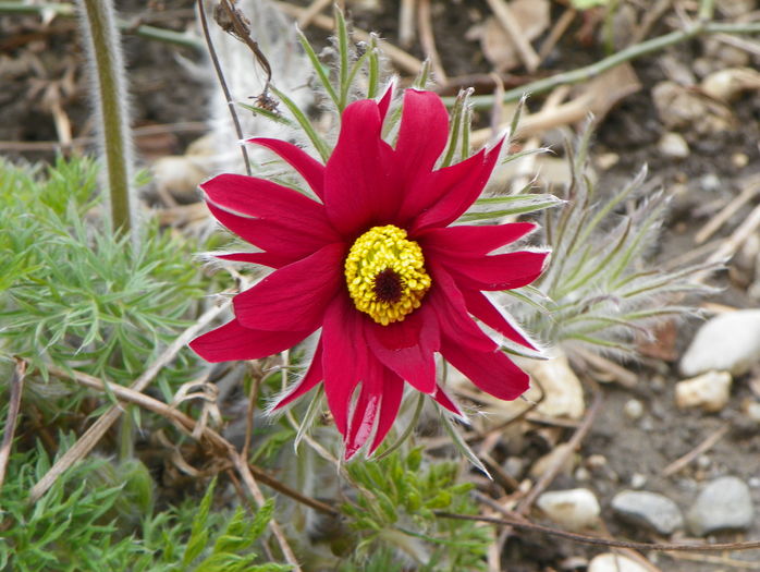 pulsatilla vulgaris
