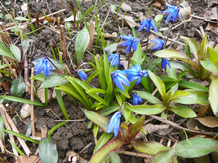 scilla siberica