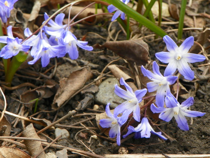 chionodaxa forbesii