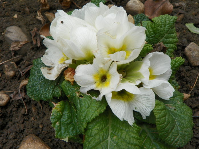 primula acaulis