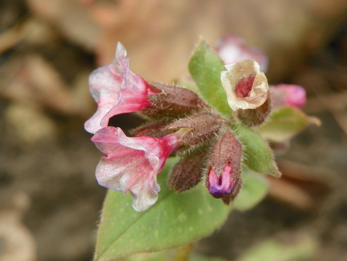 pulmonaria Dora Bielefeld