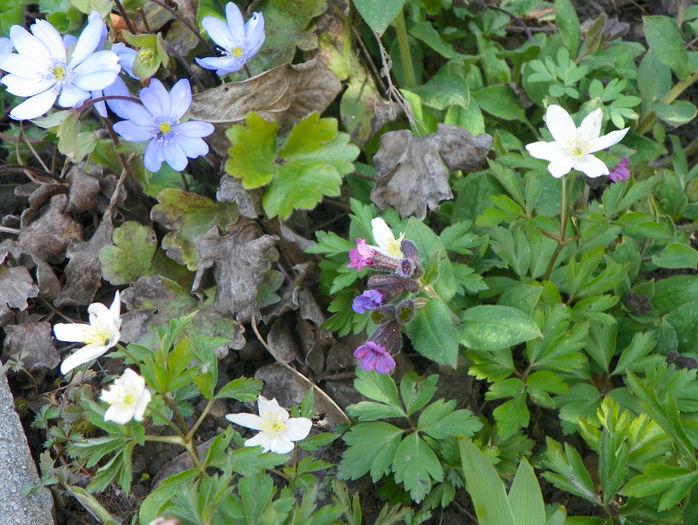 anemone nemorosa si hepatica - Primavara 2016