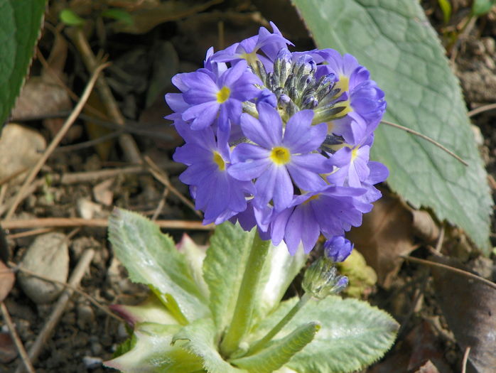 primula cashmeriana
