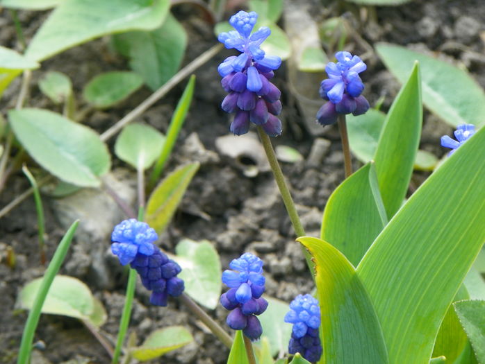 muscari latifolium - Primavara 2016