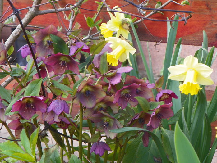 helleborus orientalis si narcise Carlton