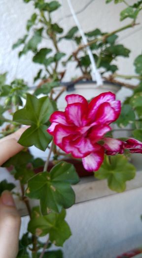 12718386_1287032091326440_5959100301789458666_n