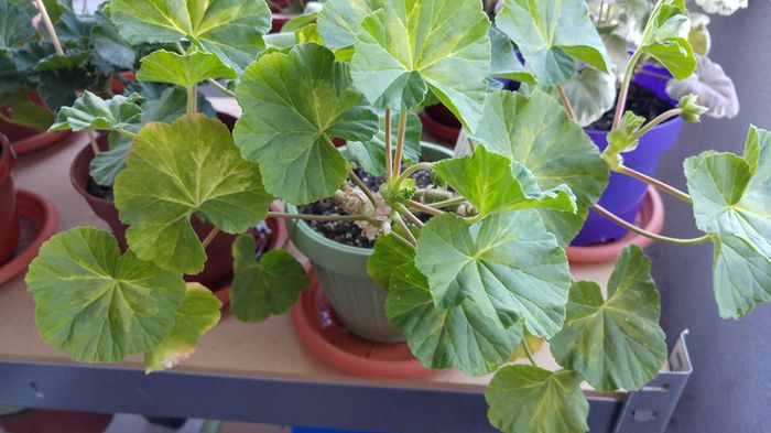 12932547_1287032231326426_684573593512025504_n (1)