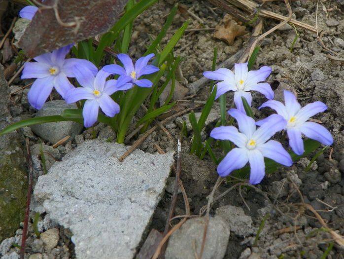 chionodaxa forbesii
