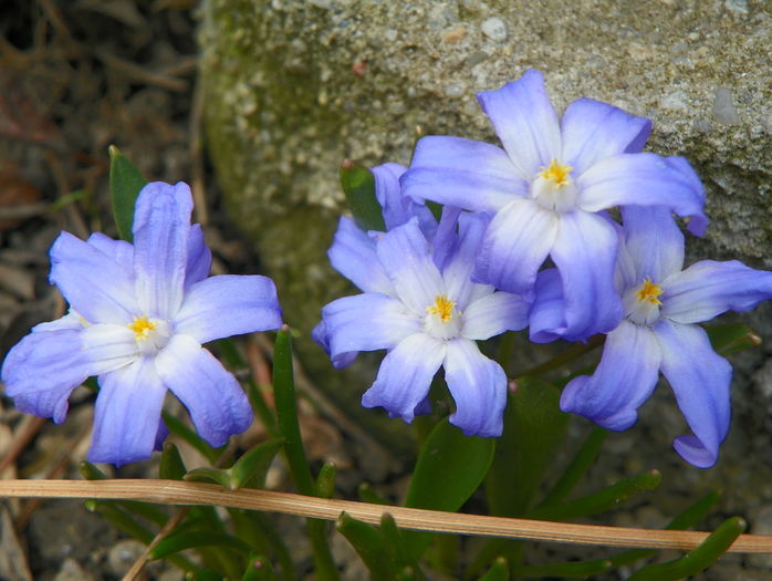 chionodaxa forbesii
