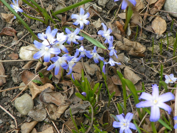 chionodaxa forbesii
