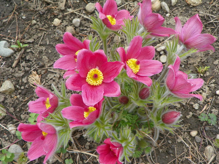pulsatilla vulgaris