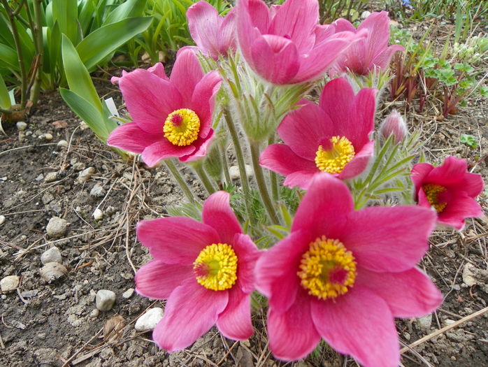 pulsatilla vulgaris