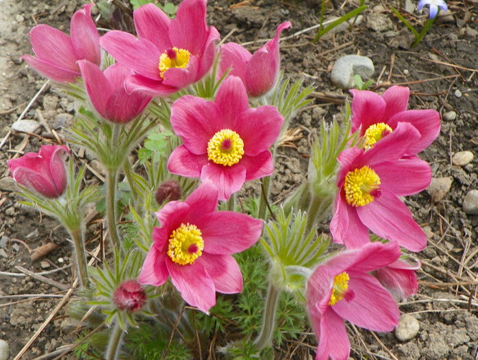 pulsatilla vulgaris