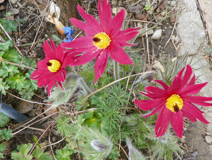 pulsatilla vulgaris