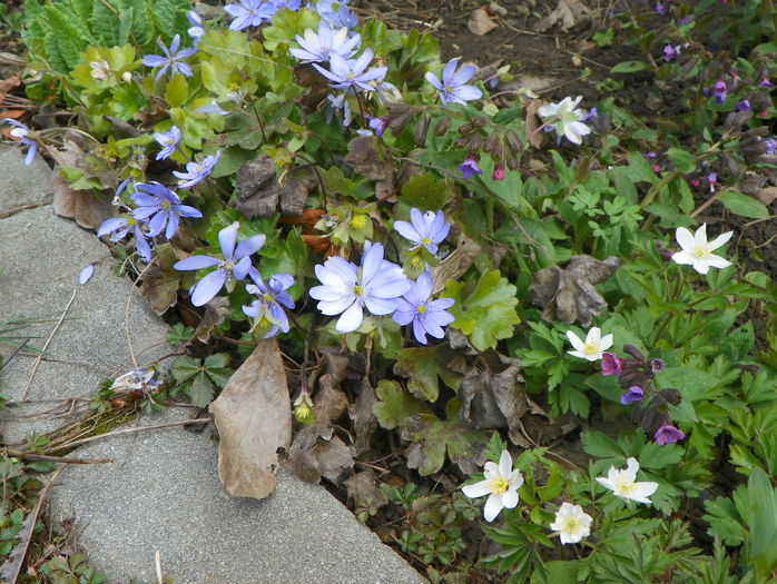 hepatica si anemone - Primavara 2016