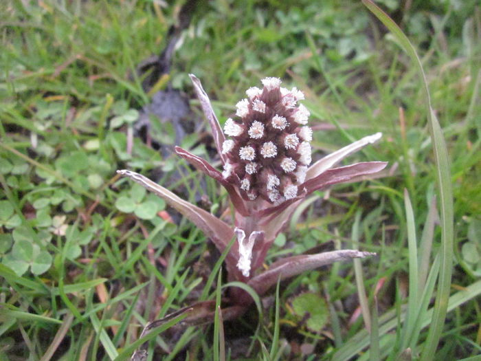 Brusture dulce - Florile primaverii