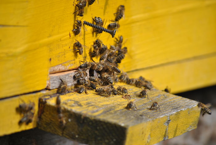 http://www.afacere-apicultura.ro/facebook/