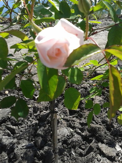 eden rose - primavara sau vara