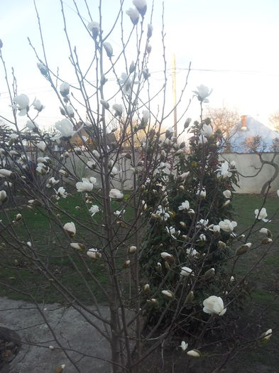 primele flori - smochini si magnolii