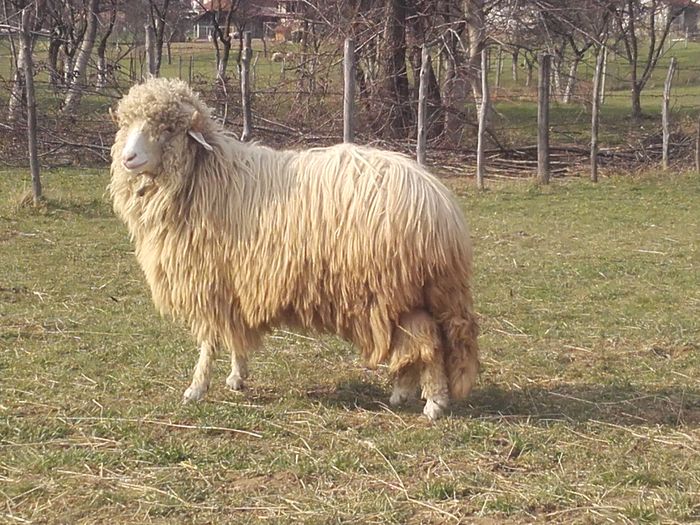 20160328_163048 - tucana alba