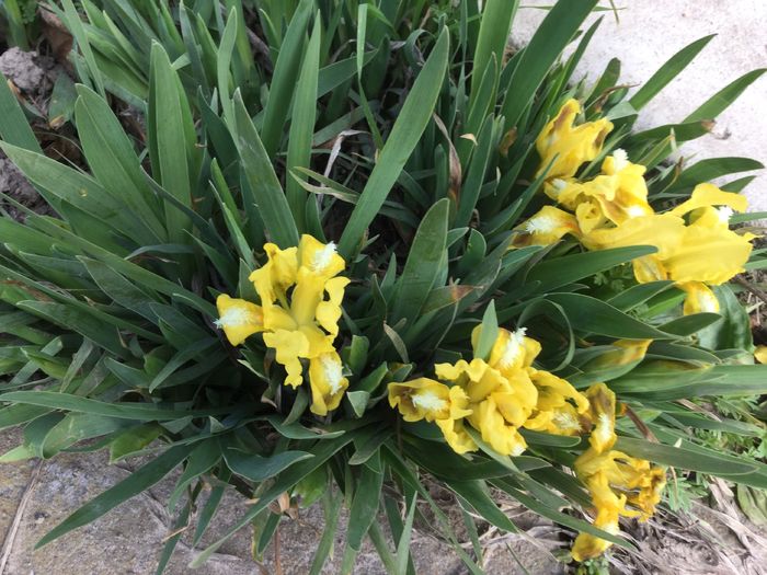 Irisi pitici - Flori 2016