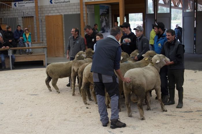 Berbecutii dolofani-4h9