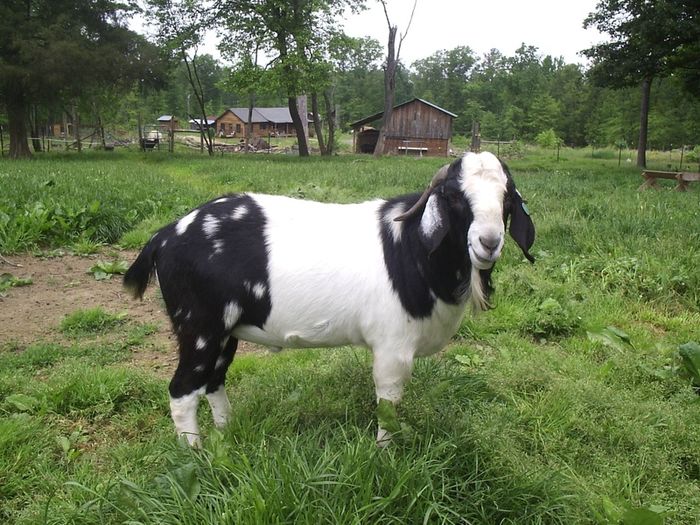 Boerul cel colorat-p76