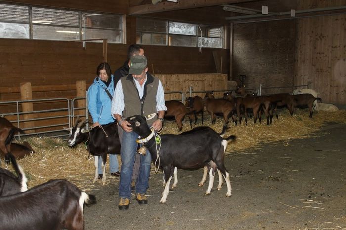 Capre de lapte da-99yp - Rase de oi si capre poze deosebite 11