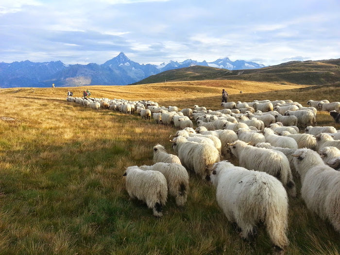 Oile Bot-Negru la drum-953g