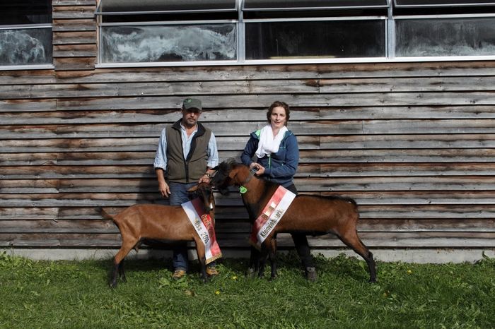 Tapul nelinistit-kb65 - Rase de oi si capre poze deosebite 11