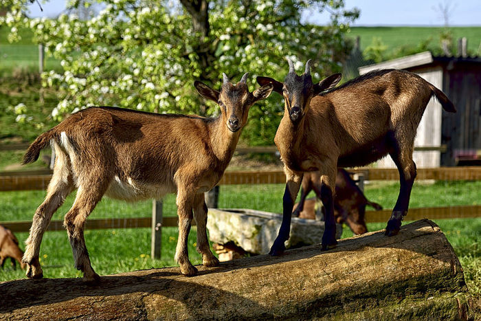 Alpinele tinere-kd64 - Rase de oi si capre poze deosebite 11