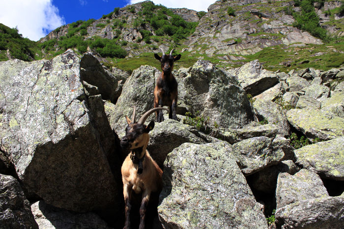 Capre Passiria pe stanci - Rase de oi si capre poze deosebite 11