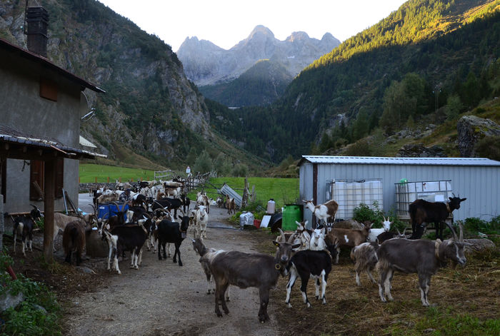 Caprele seara la adapost - Rase de oi si capre poze deosebite 11