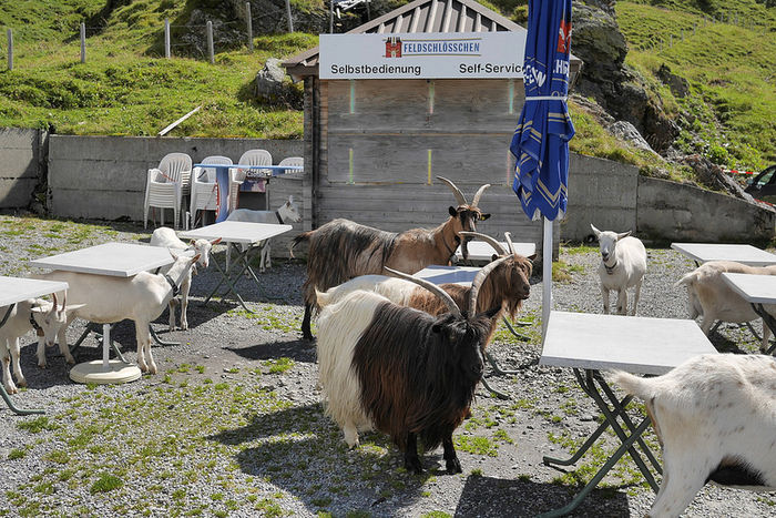 Capritele asteapta ceva la mese - Rase de oi si capre poze deosebite 11