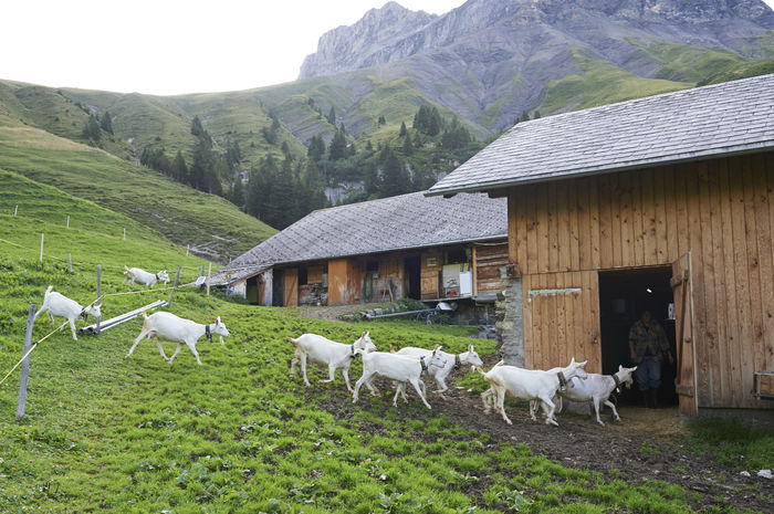Capritele la adapost-8ch - Rase de oi si capre poze deosebite 11