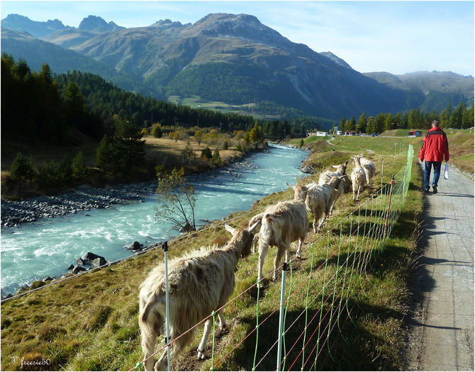 Capritele Toggenburg la verdeata - Rase de oi si capre poze deosebite 11