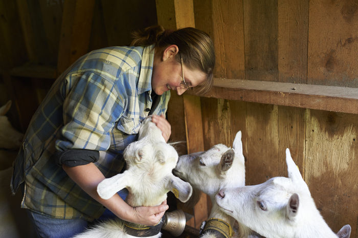 Dragoste de animale adevarata - Rase de oi si capre poze deosebite 11