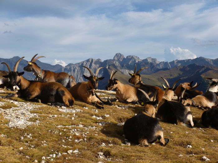 Frumuseti Passiria pe munte-100% - Rase de oi si capre poze deosebite 11
