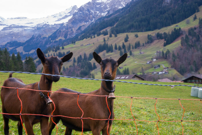 Peisaj frumos cu Alpine-py79 - Rase de oi si capre poze deosebite 11