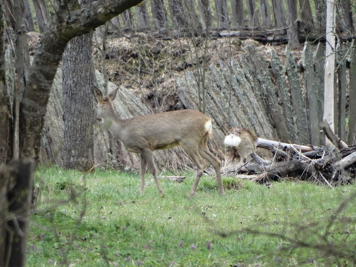 DSC05563 - De prin natura 2016