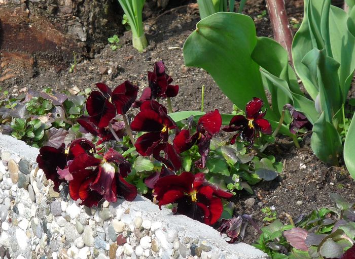 P1780735 - 2016 - 01 - Primavara