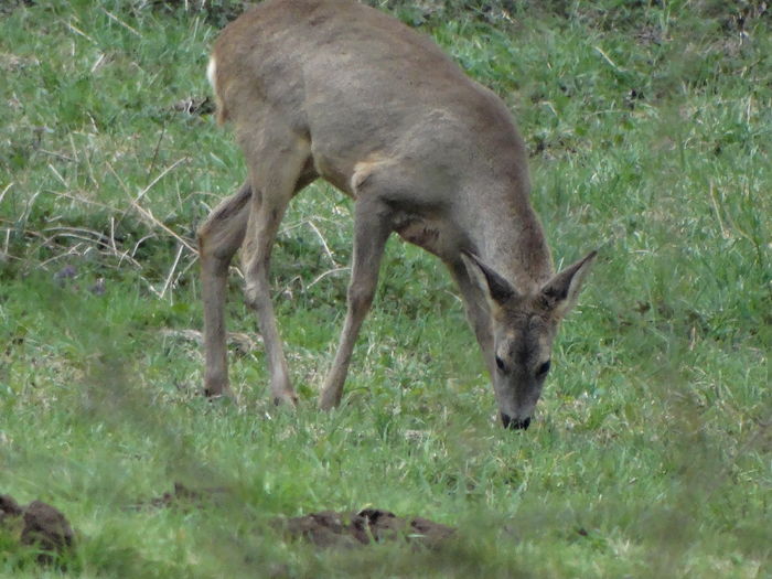 DSC05579 - De prin natura 2016