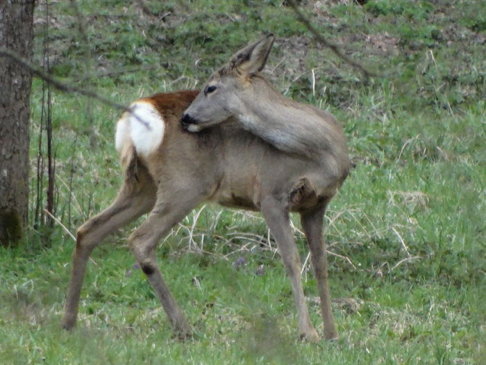 DSC05577 - De prin natura 2016